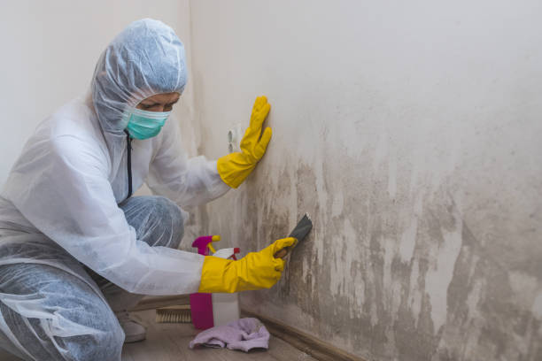 Mold Testing and Removal in Wadley, GA